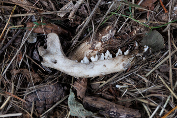 Lower jaw of weasel with teeth on forest floor