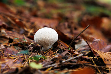 common puffball on forest floor among autumn leaves