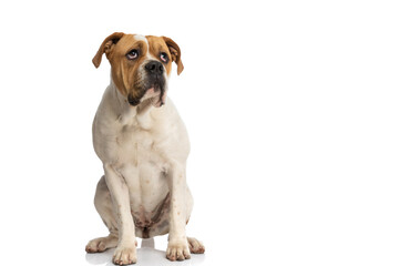 seated adorable american bulldog looking up and feeling bored