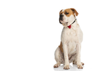 sweet american bulldog dog feeling bored, wearing a red bowtie