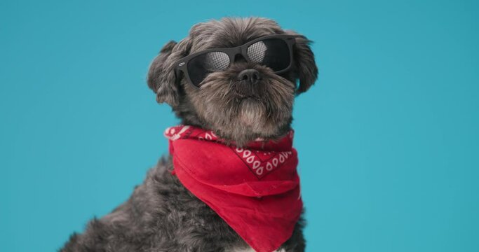 beautiful black dog wearing cool sunglasses, red bandana and sitting on blue background