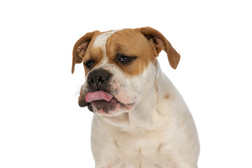 beautiful american bulldog dog sticking out tongue and mocking someone