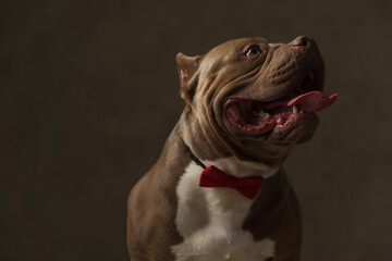 beautiful american bully dog panting with no worries