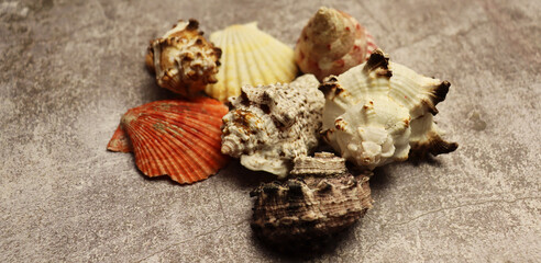 Old gray background with sea conch shell