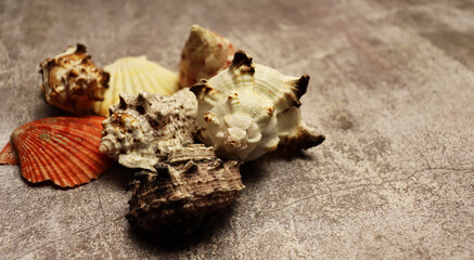 Colorful conch shell on gray background