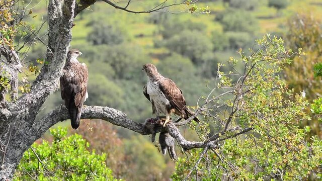 Male and female Bonelli's eagle eating a rabbit in a tree.