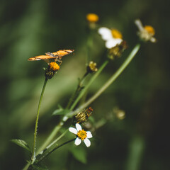Mariposa