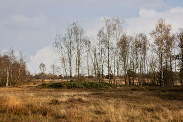 Birch trees in autumn forest with yellow leaves on the ground. Calm motley background with autumn birches, black and white trunks, yellow foliage, leafy ground