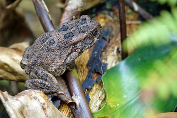 Crapaud Guttural rencontré sur un chemin de randonnée sur l'île de la Réunion