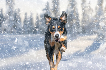 dog running and jumping in snow, Appenzeller sennenhund 