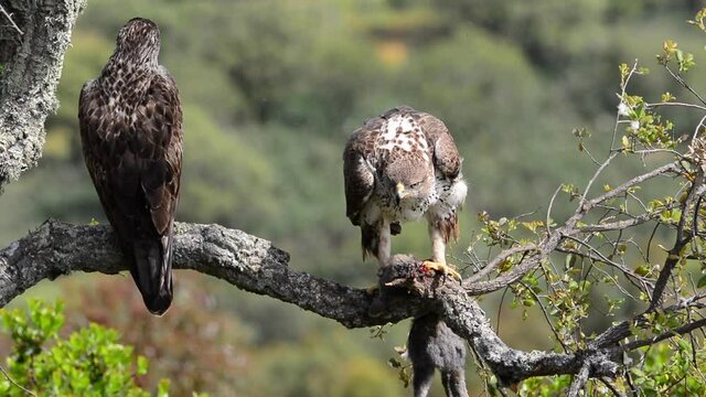 Male and female Bonelli's eagle eating a rabbit in a tree.