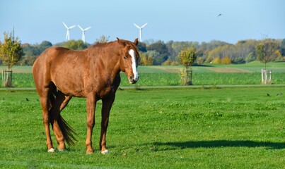 Pferd auf der Weide © Andrea