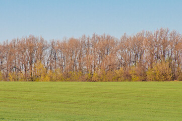 Spring landscape overlooking a field of green wheat, forest and clear blue sky