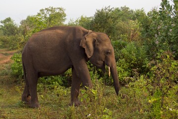 Fototapeta na wymiar Male elephant walking in Udawalawe national park, Sri Lanka