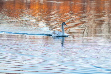white swans at sunrise under colorful sky