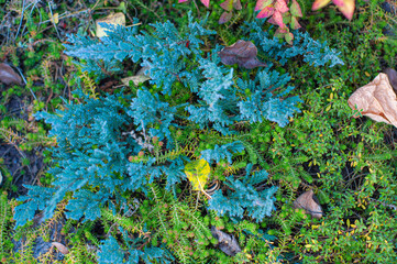 Background abstract picture from different species of plants, juniper, groundcover and autumn leaves
