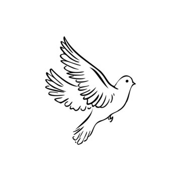 Pigeon sketch vector illustration
