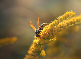 wasp on a flower