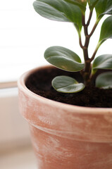 Krassula sprout in a clay pot close-up