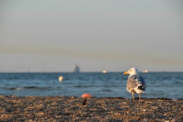 Möwe am Strand (Kieler Förde)