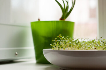 micro-green in a white plate on a window with a blurred background