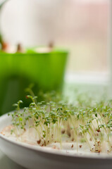 micro-green shoots in a white plate on the window