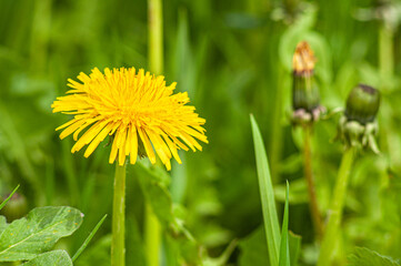 Dandelion close-up, with blurred background. Flower in the green grass. Spring mood.