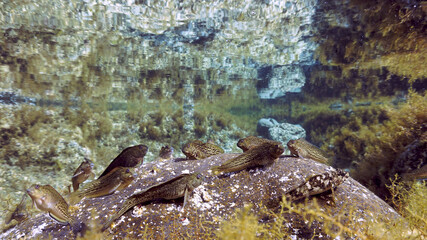 Funny and smiling fish posing in front of the camera