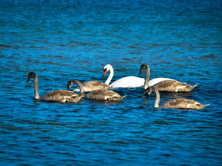 Schwäne auf der Ostsee bei Kiel