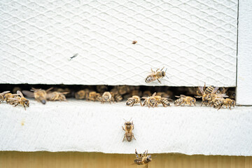 bees entering the white hive