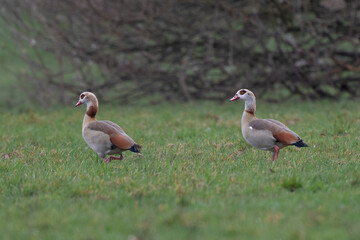 Egyptian goose Alopochen aegyptiaca, an invasive species for France