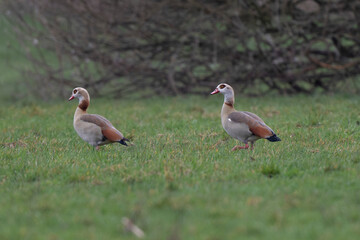 Egyptian goose Alopochen aegyptiaca, an invasive species for France