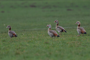 Egyptian goose Alopochen aegyptiaca, an invasive species for France
