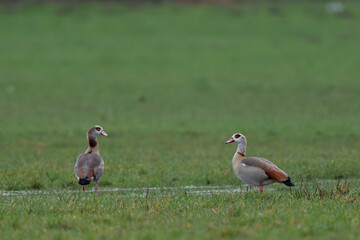 Egyptian goose Alopochen aegyptiaca, an invasive species for France
