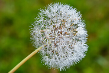 Dandelion in morning dew. Dandelion seed with water drops