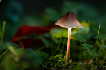 A tiny mushroom on the a carpet of moss glows