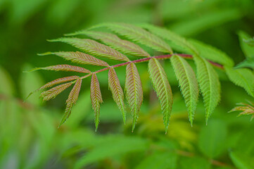 Decorative leaf of red fern on a blurred green background