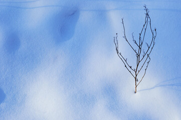 Real snow texture. One withered branch of the plant is sticking out of the snow.