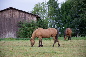 horse in a field