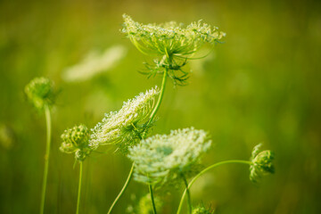 Green wild meadow with white flowers