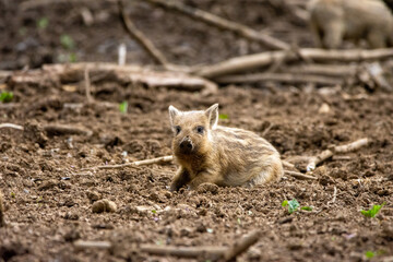 wild boar in the wild
