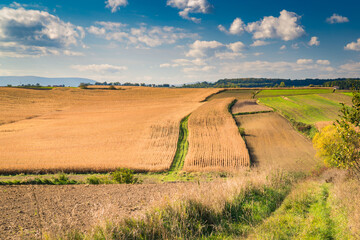 Agriculture landscape with corn plantation and blue, cloudy sky

 - obrazy, fototapety, plakaty