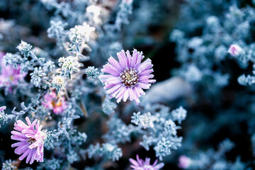 frost crystals covered lilac flowers in the autumn garden on a cold morning