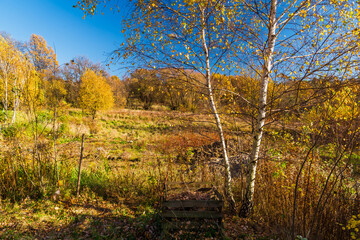 Autumn landscape with colourful trees and grass - obrazy, fototapety, plakaty