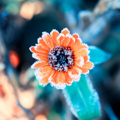 frost crystals covered orange calendula flowers in the autumn garden on a cold morning