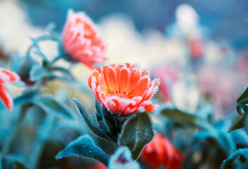 frost crystals covered orange calendula flowers in the autumn garden on a cold morning