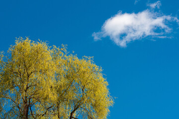Fototapeta premium Spring foliage on a tree against a blue sky and a white cloud.