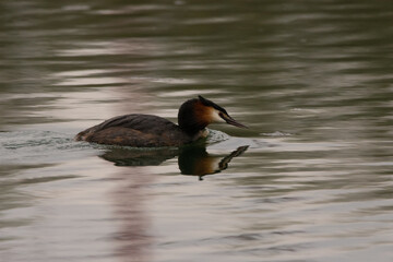 Great crested grebe in the lake