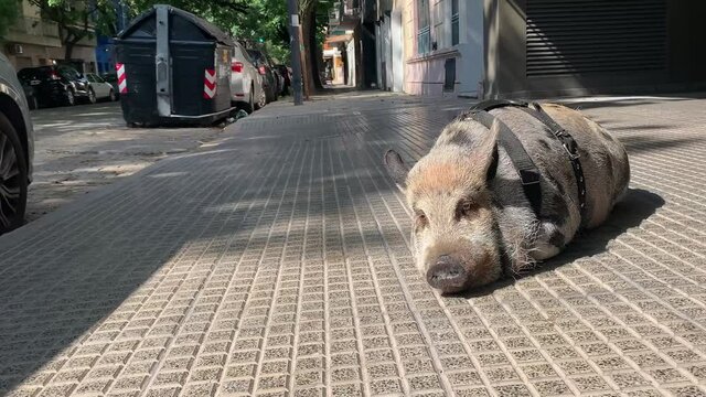 Puerco como mascota en la ciudad.
Pig as a pet in the city.