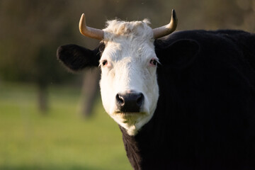 Black cow with a white head
